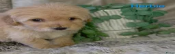 Maltipoo dogs for sale: Quality Toy Maltipoos Japan & USA CHAMPION lines  - Advert 37