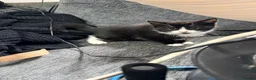 Mixed Breed cats for sale: Playful Litter of 4 *READY TO LEAVE NEXT WEEK* - Advert 33