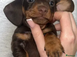 Miniature Dachshund dogs KC reg Miniature Dachshund pups - Advert 17
