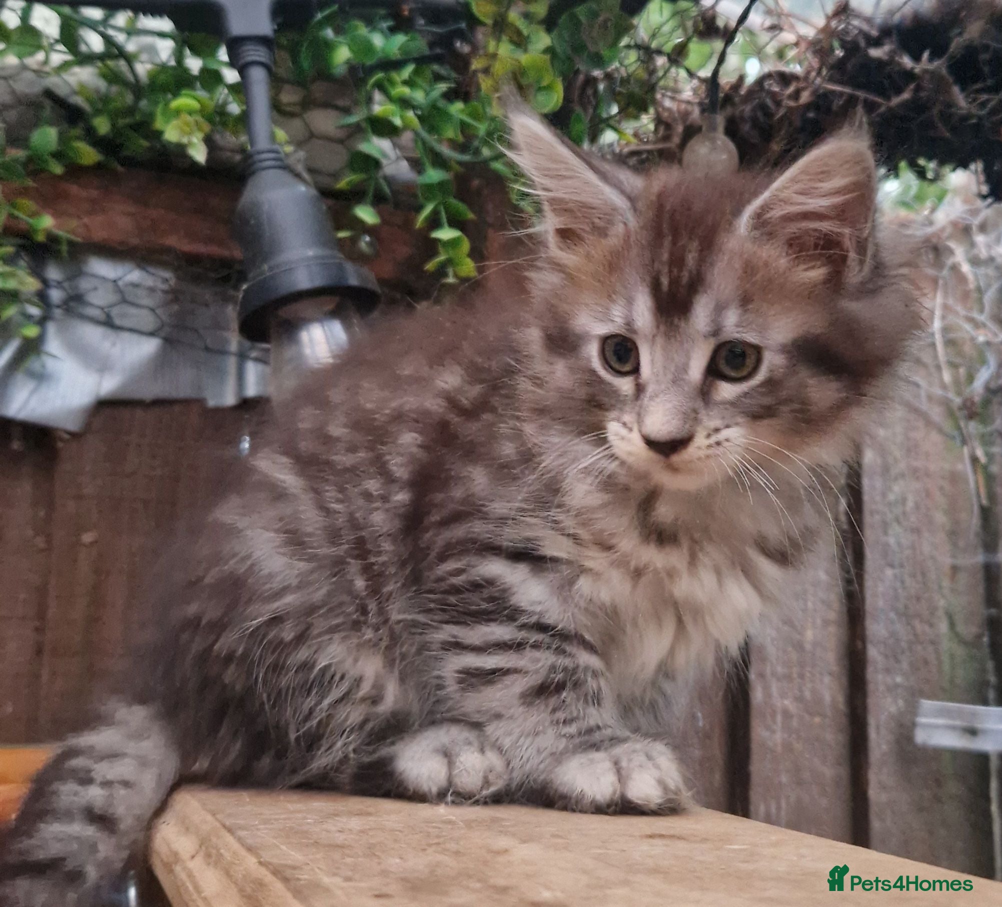 Maine Coon cats Mainecoon and mix maine coon - Advert 2