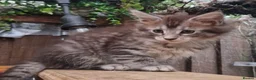 Maine Coon cats for sale: Mainecoon and mix maine coon - Advert 2