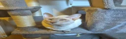 Siamese cats for sale: Male Lilac Point Siamese  - Advert 4