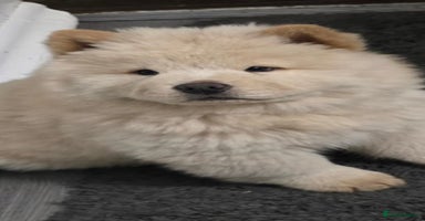 Chow Chow dogs in Wolverhampton - Advert 3