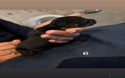 Chiweenie dogs for sale: Chiweenies - Image 11