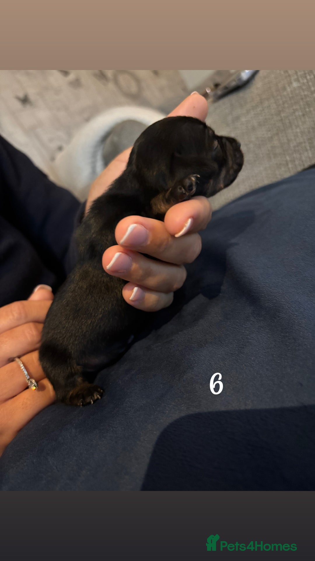 Chiweenie dogs for sale: Chiweenies - Image 11