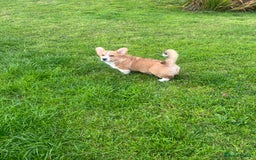 Welsh Corgi Pembroke dogs for sale: KC registered Champion line Corgi puppies - Image 26
