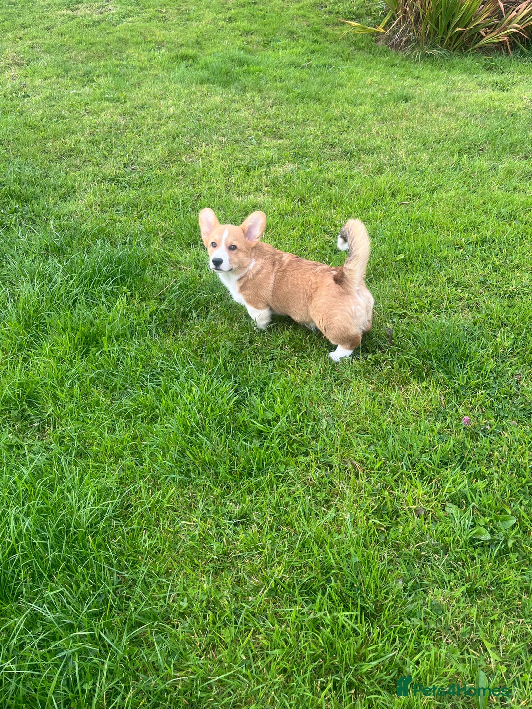 Welsh Corgi Pembroke dogs for sale: KC registered Champion line Corgi puppies - Image 26