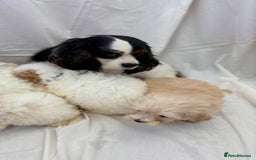 Cavapoo dogs for sale: Beautiful Cavapoo’s - Image 10