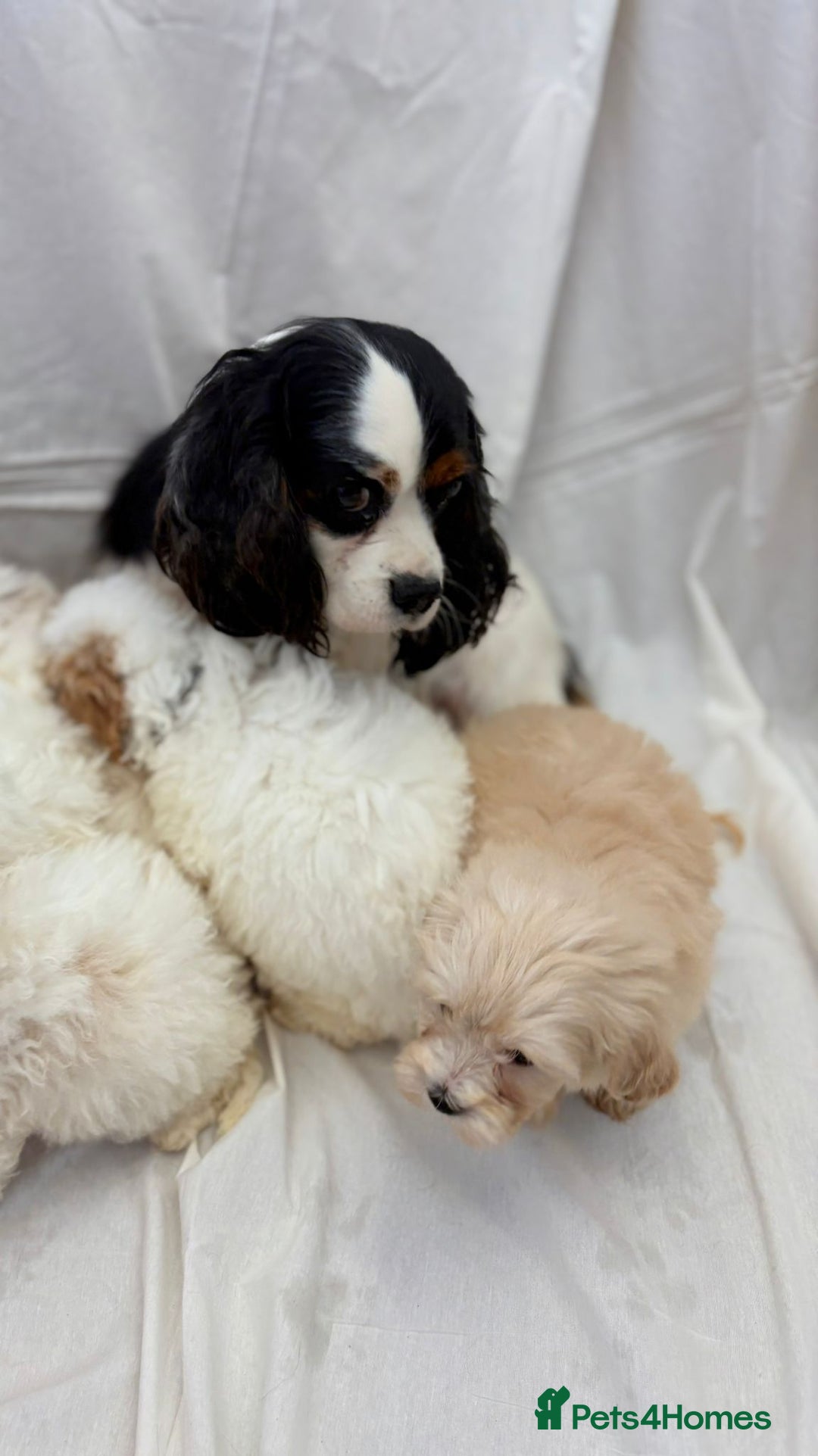 Cavapoo dogs for sale: Beautiful Cavapoo’s - Image 10