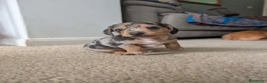 Dachshund 1