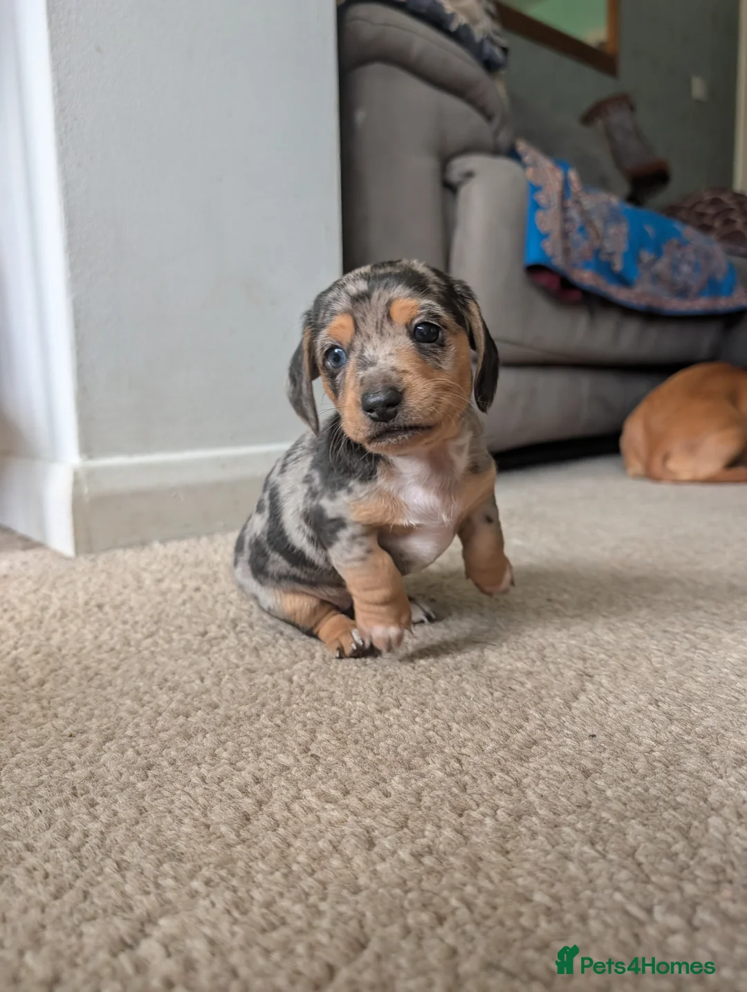 Dachshund dogs for sale: Miniature Dachshund pups  - Advert 9