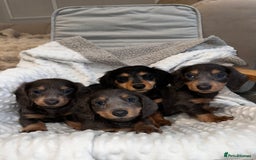 Miniature Dachshund dogs for sale: Miniature long hair dachshund 🤍 - Image 1