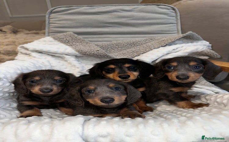 Miniature Dachshund dogs for sale - Advert 2
