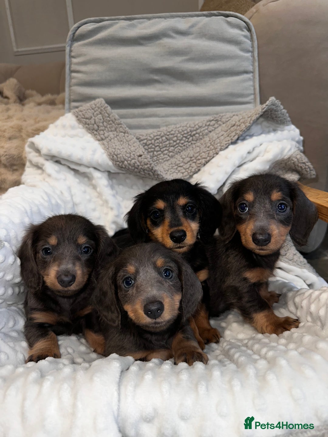 Miniature Dachshund dogs for sale: Miniature long hair dachshund 🤍 - Image 1