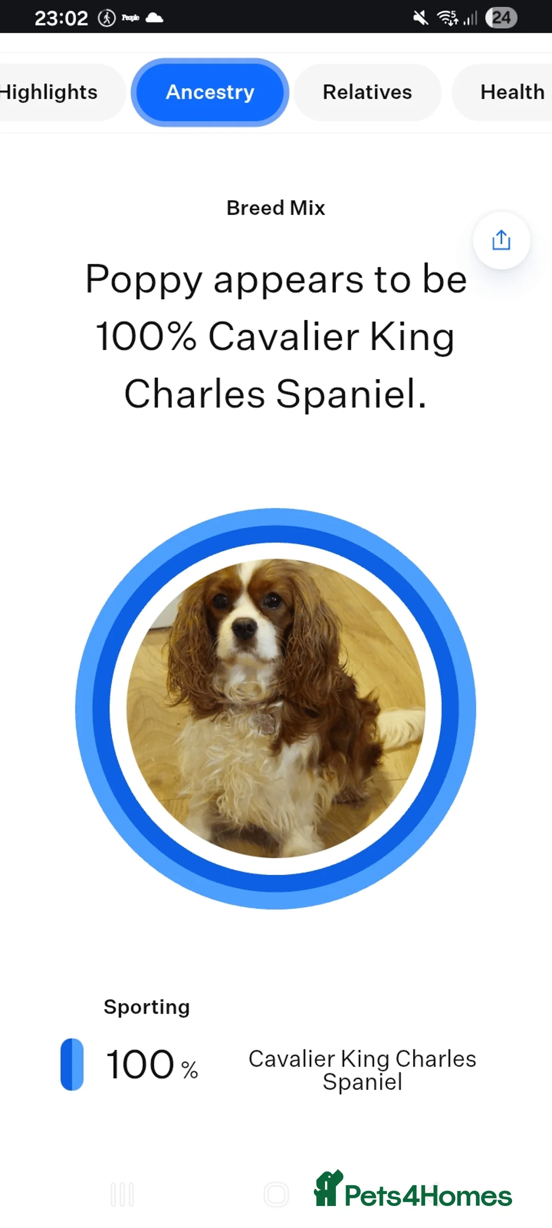 Cavapoo dogs for sale: Extensively Health Tested Thearpy Cavapoos in Portsmouth - Advert 1