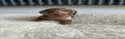 Miniature Dachshund dogs for sale: 5 beautiful baby miniature dachshund puppies  - Advert 9