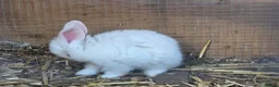New Zealand rabbits for sale: Newzeland white rabbits  - Advert 6