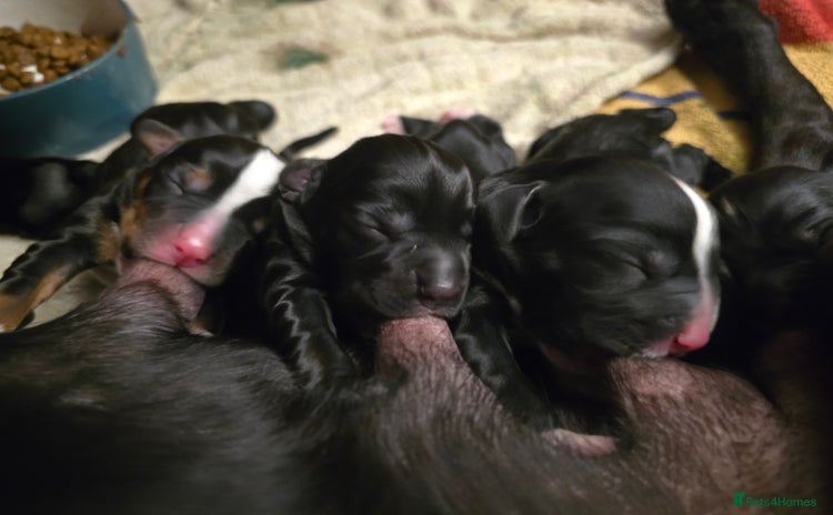 Mixed Breed dogs Sprocker puppies ready 10th Jan - Advert 2