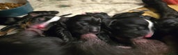 Mixed Breed dogs for sale: Sprocker puppies ready 10th Jan - Advert 1