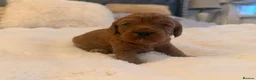 Cavapoo dogs for sale: Beautiful F1B Cavapoo Puppies  in Bradford - Advert 7