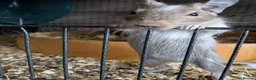 Degus rodents for sale: Degus  in Poole - Advert 4
