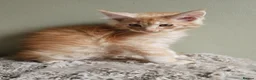 Maine Coon cats for sale: Stunning Maine Coon kittens  - Advert 12