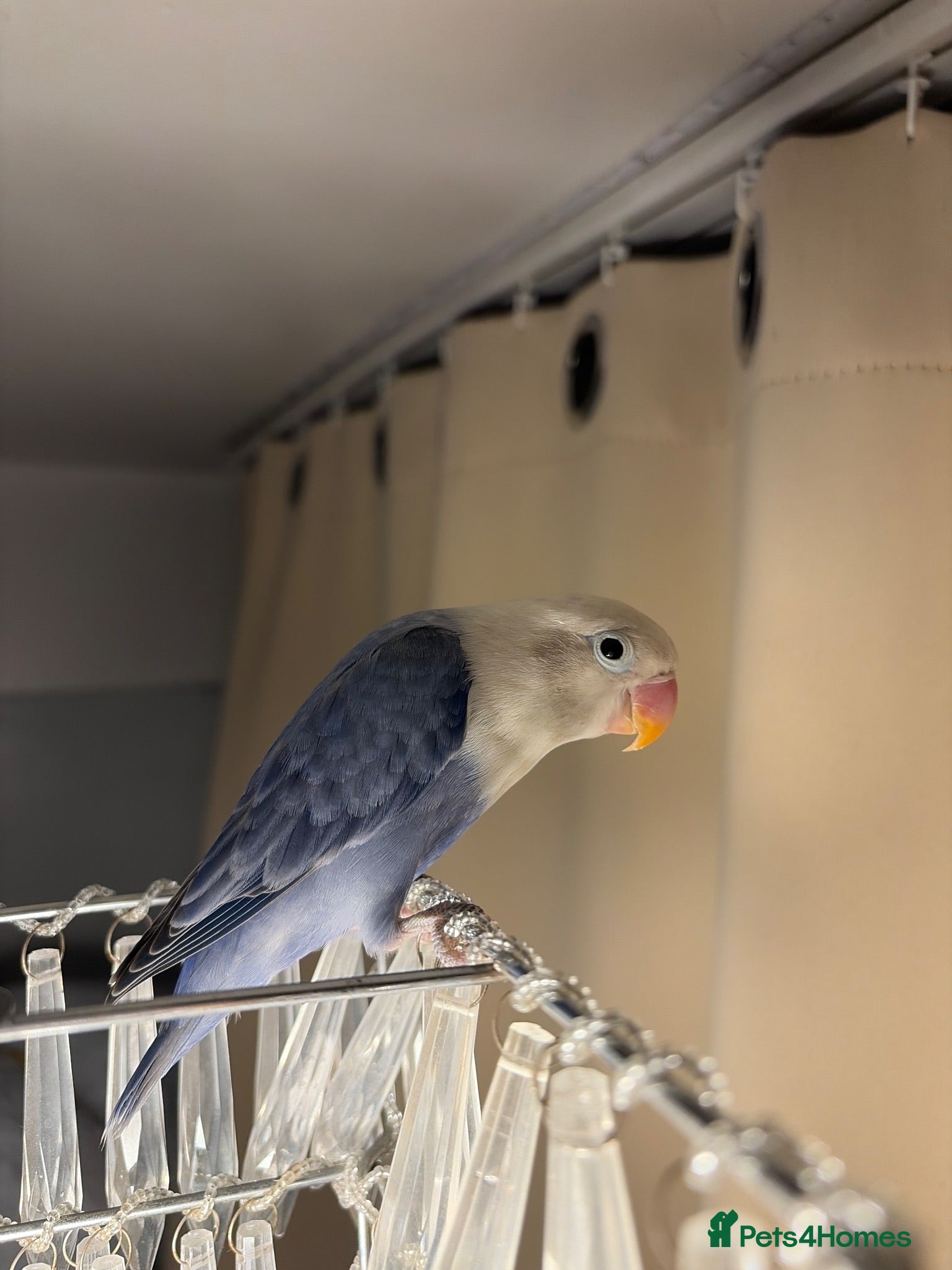 Lovebirds birds Violet Opaline Lovebird!!!! - Advert 1
