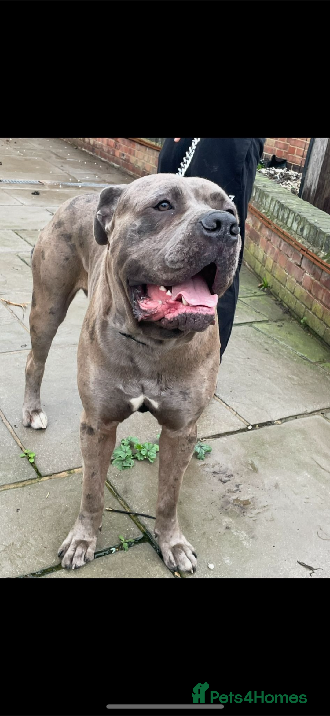 Cane Corso dogs for stud: 65 kilo Merle cane corso  - Advert 1