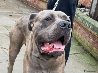 Cane Corso dogs 65 kilo Merle cane corso - Advert 8