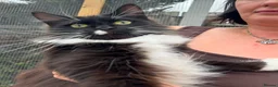 Maine Coon cats for sale: Smoke kitten 5 months old - Advert 13