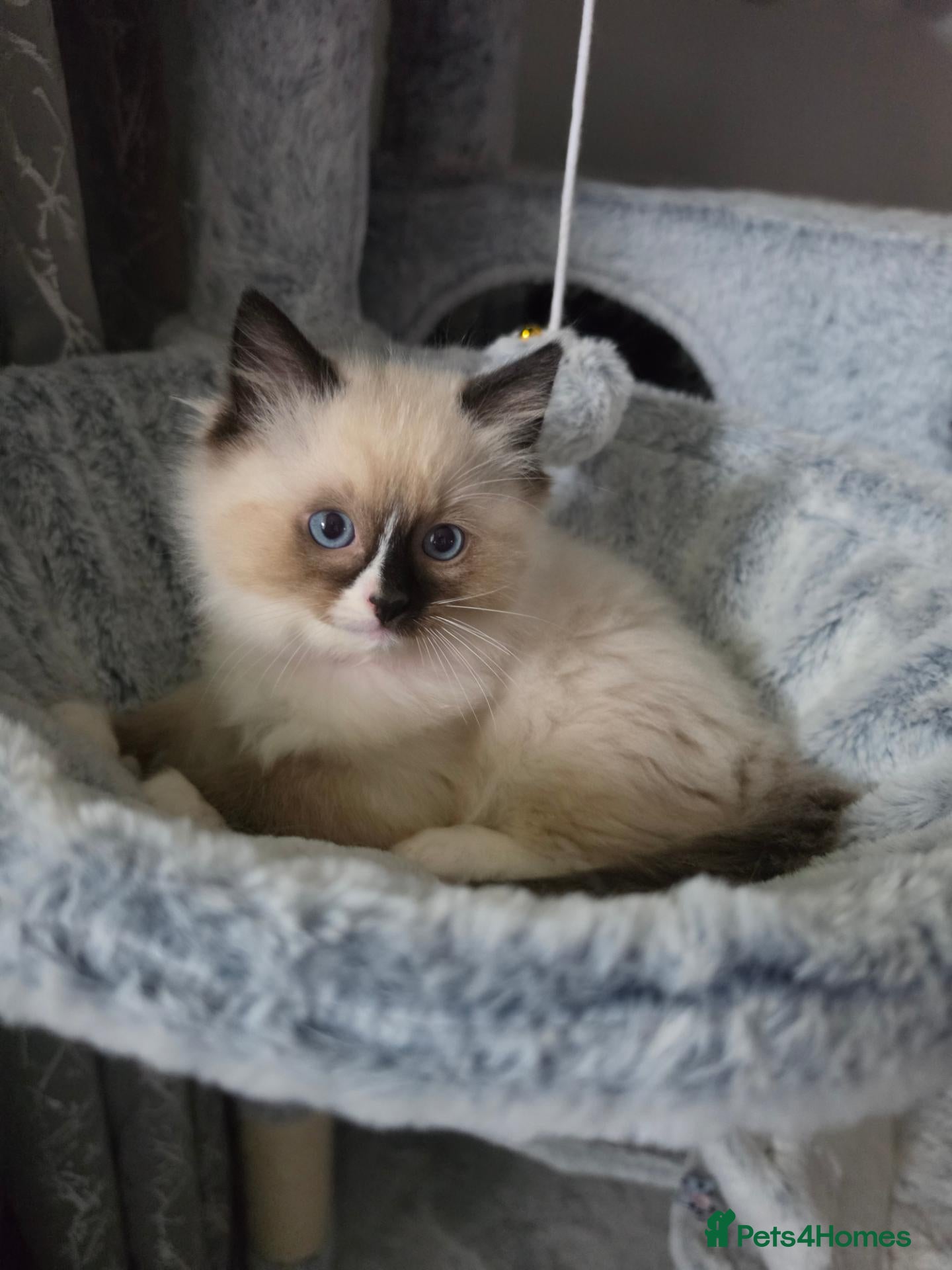 Ragdoll cats Registered Ragdoll Kittens  - Advert 1