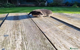 Mini Lop rabbits for sale: Mini lop babies *RESERVED* - Image 5