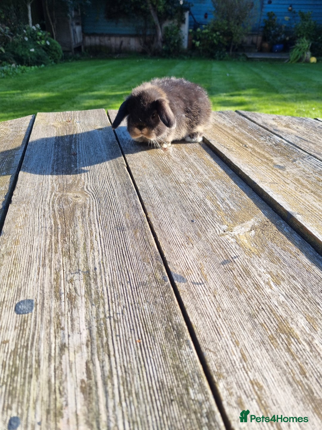 Mini Lop rabbits for sale: Mini lop babies *RESERVED* - Image 5