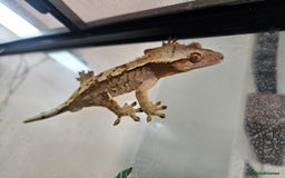 Gecko reptiles for sale: Crested Gecko + Vivarium Full set up  - Image 13