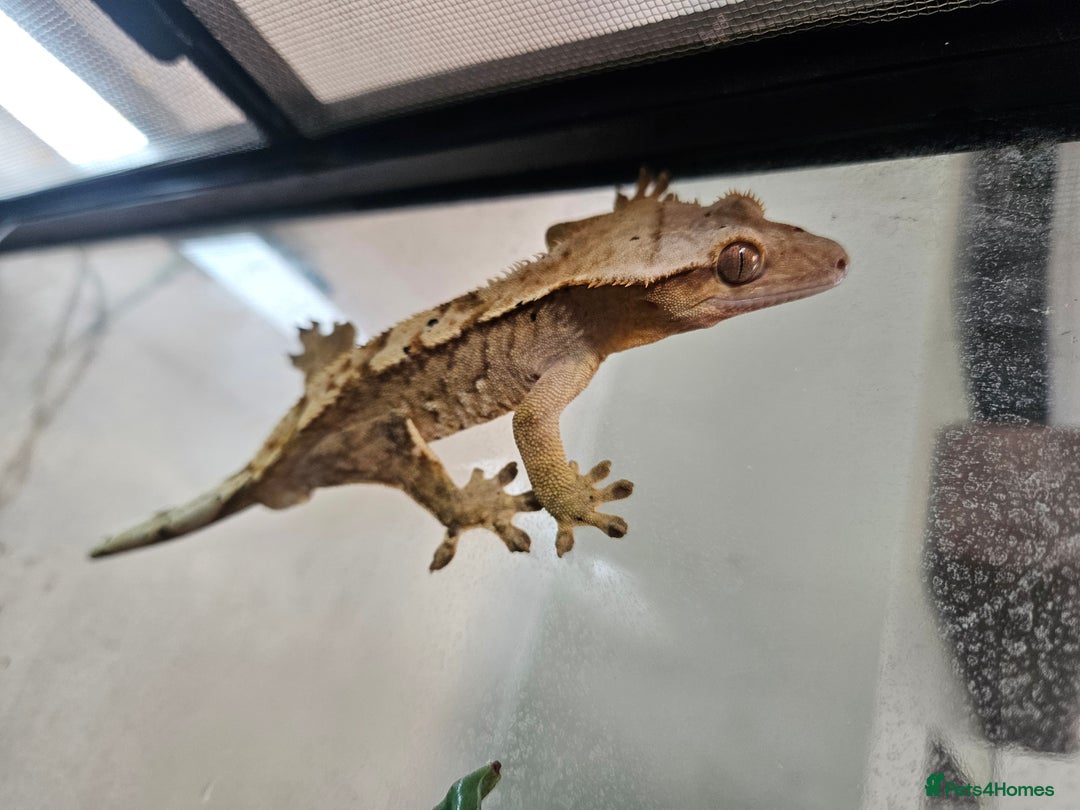 Gecko reptiles for sale: Crested Gecko + Vivarium Full set up  - Image 13