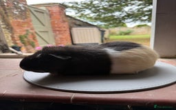 Guinea Pig rodents for sale: 3 sows looking for new 🏡 - Image 5
