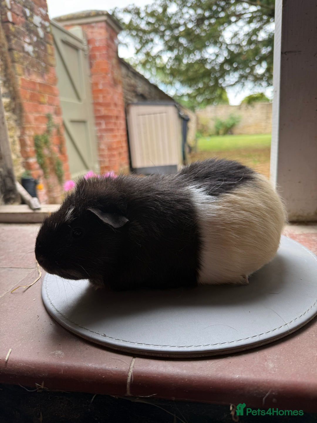 Guinea Pig rodents for sale: 3 sows looking for new 🏡 - Image 5