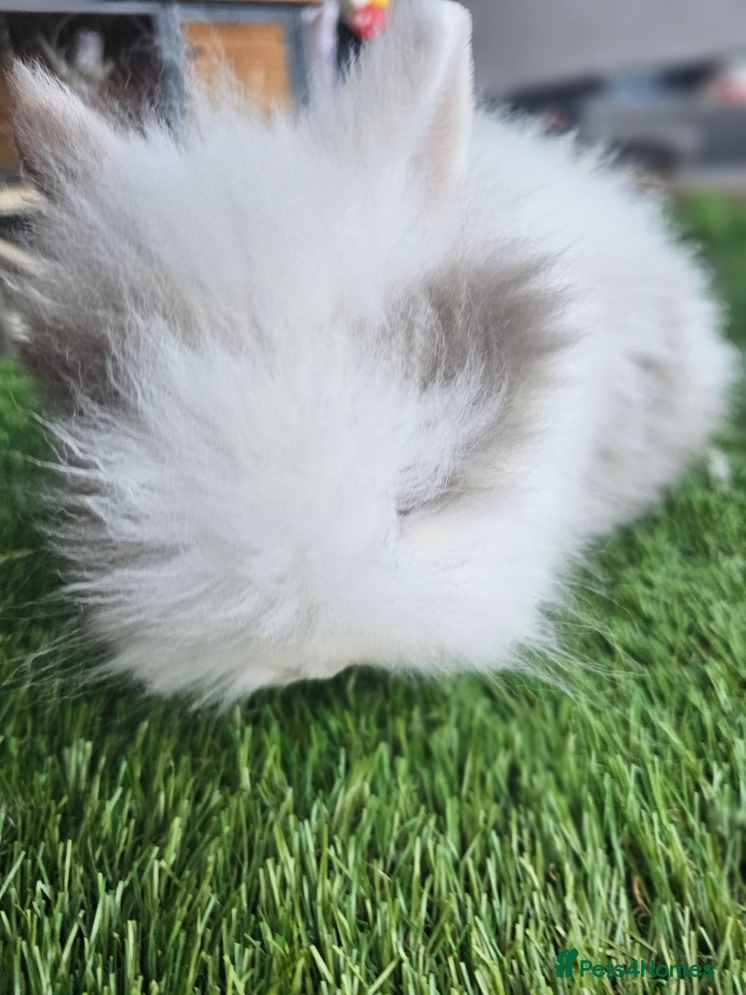 Lionhead rabbits for sale: Lionhead x Angora - Advert 9