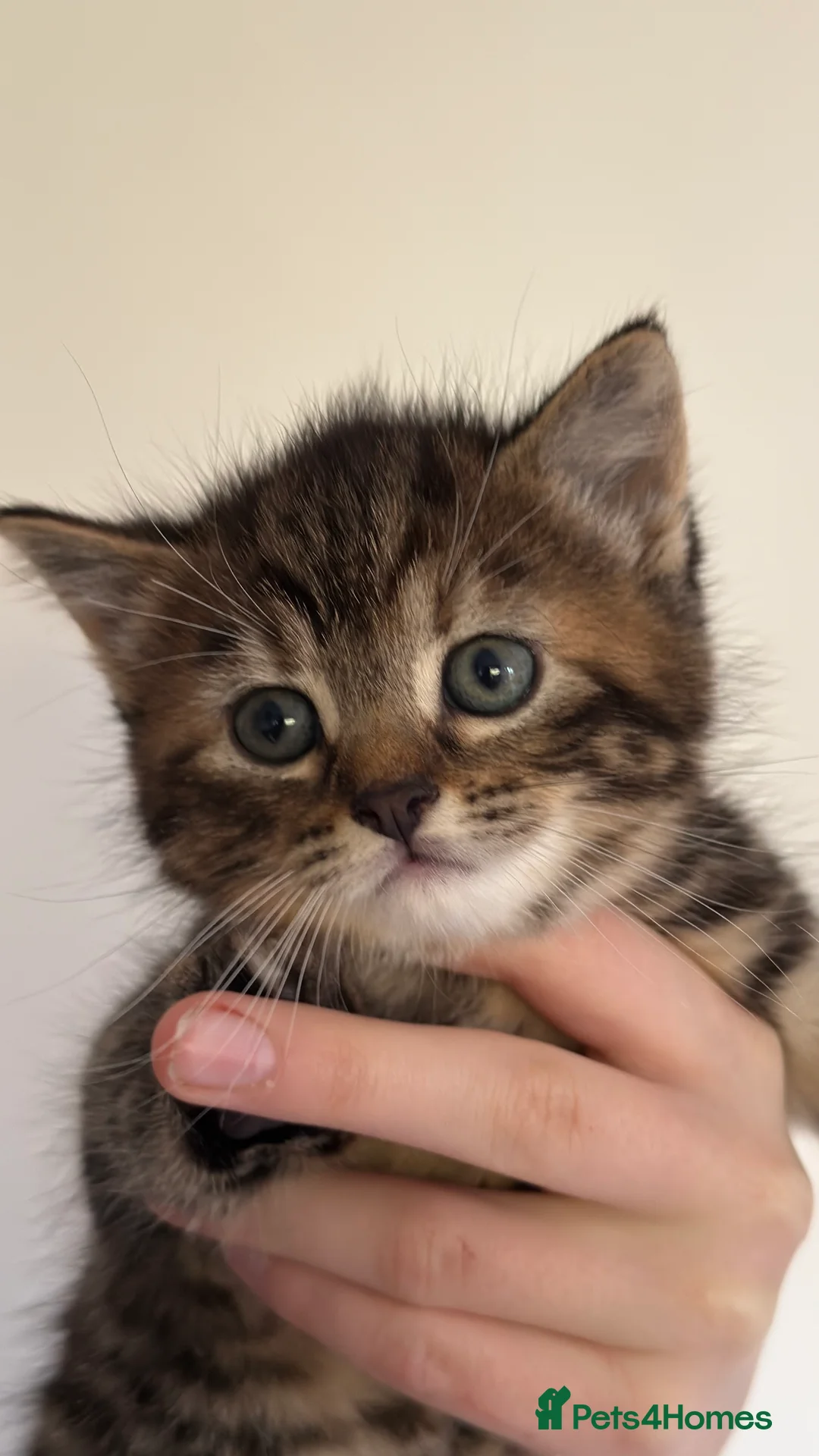 British Shorthair cats for sale: Lovely kittens  - Advert 5