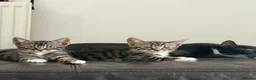 Mixed Breed cats for sale: Kittens  - Advert 5