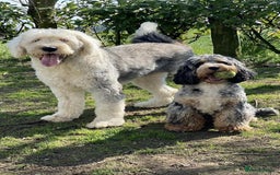 Sheepadoodle dogs for sale: unique midi sheepadoodle babies - Image 21