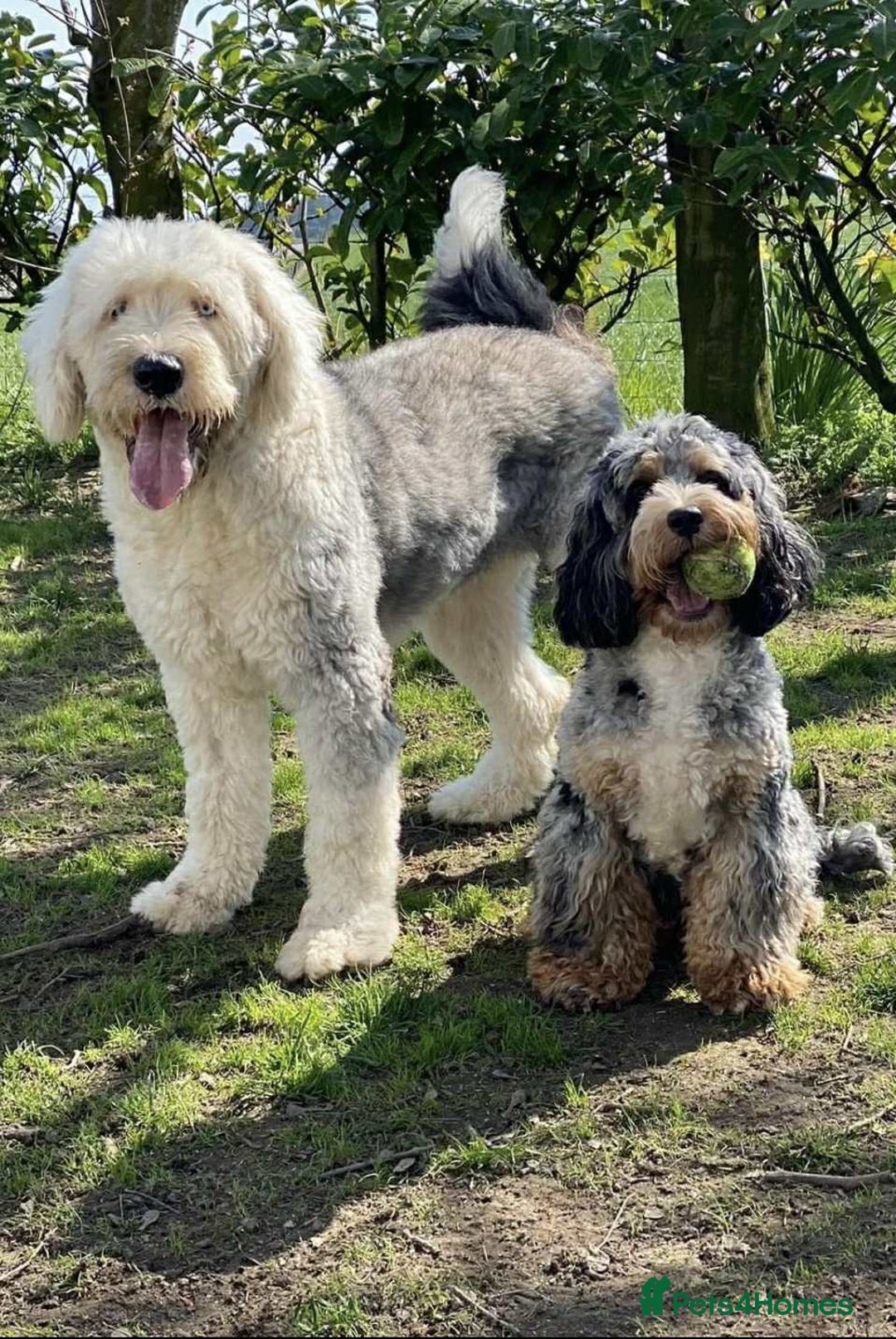 Sheepadoodle dogs for sale: unique midi sheepadoodle babies - Image 21