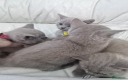 British Shorthair cats for sale: Pure British Short Hair cutties - Image 8