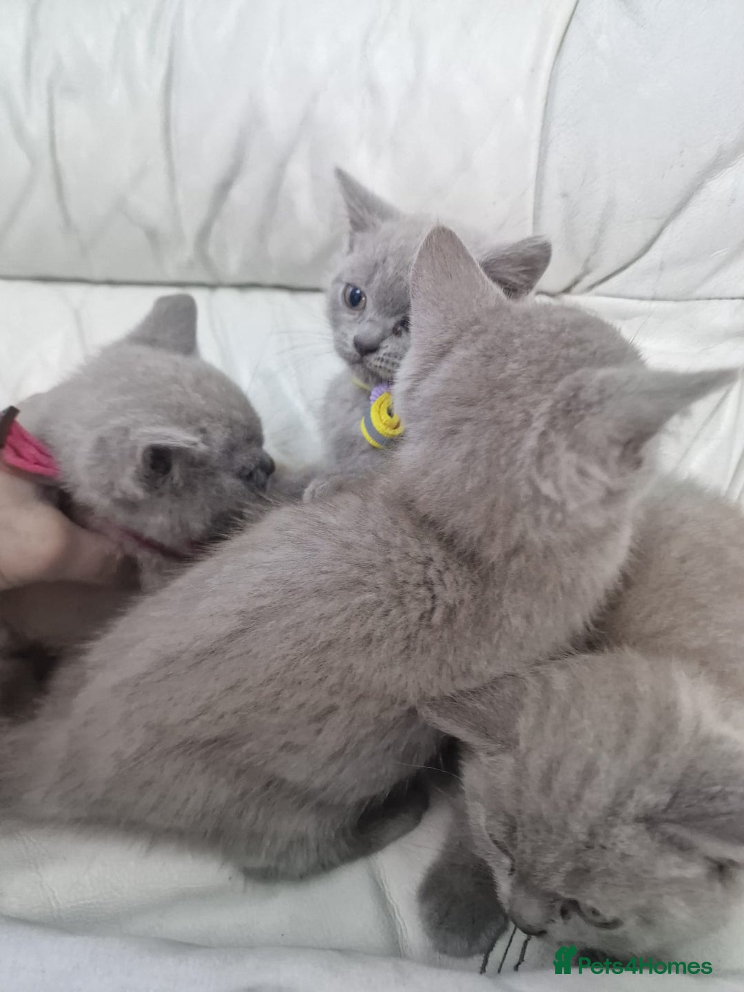 British Shorthair cats for sale: Pure British Short Hair cutties - Image 8