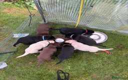 Labrador Retriever dogs for sale: 1 Excellent, outstanding male ready 9 November  - Image 1