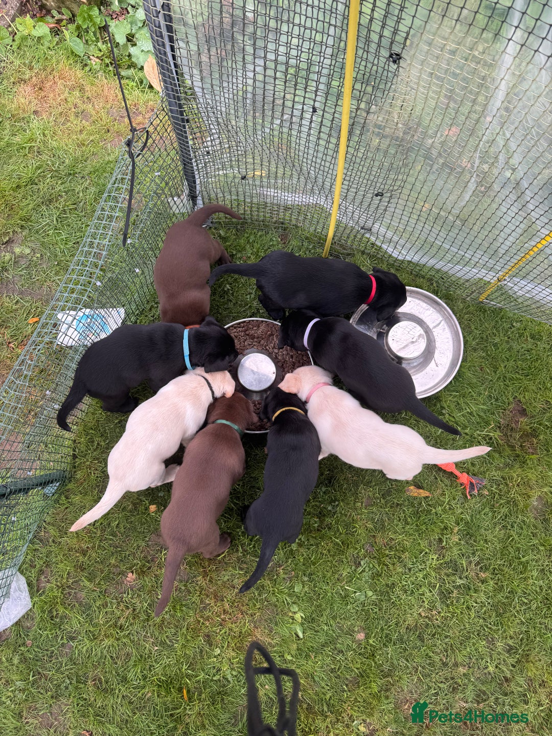 Labrador Retriever dogs for sale: 1 Excellent, outstanding male ready 9 November  - Image 1