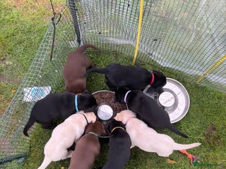 Labrador Retriever dogs - Advert 1