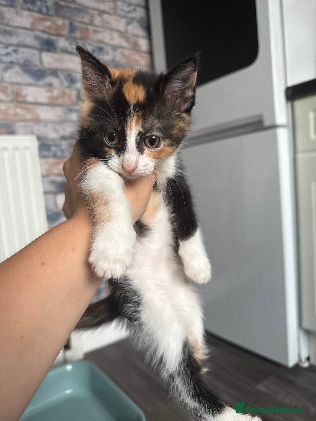 British Shorthair cats for sale: 4 Kittens for sale - Image 30