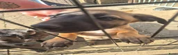 Whippet dogs for sale: Mixed Whippets  - Advert 7