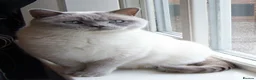 British Shorthair cats for sale: Exceptional kittens available to reserve  - Advert 5